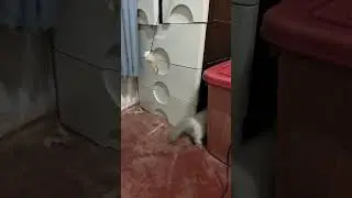 Good job #cat #playing #animals #rabbit #cute #birds #zooanimals #happy #animalkingdom #parrot