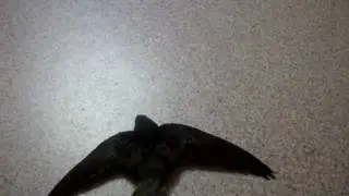 Могут ли стрижи взлететь с земли? Да :)