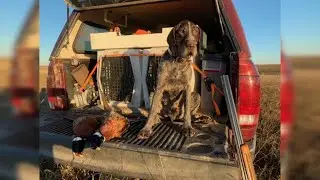 Pheasant Hunting in SW Minnesota
