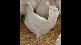 Куры несушки Хайсекс Уайт суперкуры...