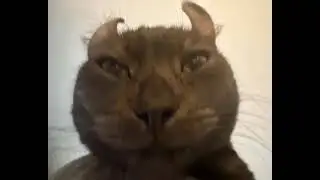 mwe