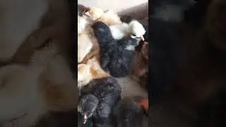 милашки