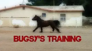 bugsy training 2/23/17
