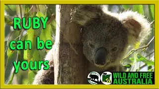 ADOPT Ruby wild koala adoptions help fund habitat restoration projects at koala gardens and make the