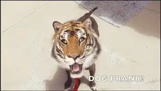 DOG PRANK TIGER | My Dog Pranks Me
