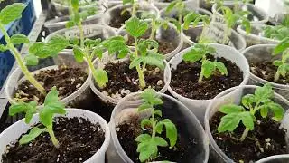 закаляю рассаду🍅🍅🍅поселили п теплицу до вечера
