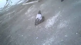 Порно Голубей