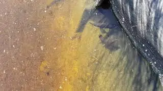 Larve grote spinnende waterkever watertor kever Hydrophilus piceus great silver water beetle larvae