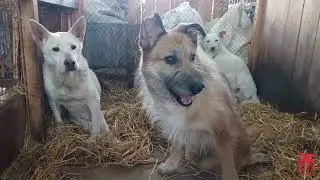 Собачки инвалиды приюта Ласка
