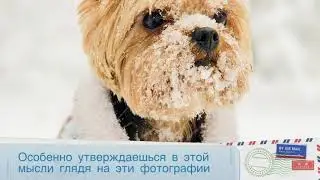 Йоркширский терьер и бурундук - битва