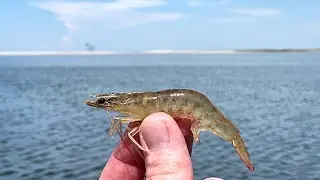 Beach Snook Fishing Tampa Bay- Using Live Shrimp
