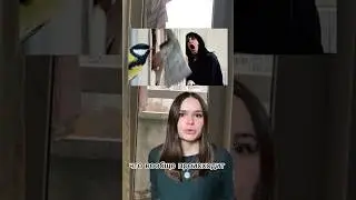Синицы стучат в окно, рвут москитную сетку и выковыривают утеплитель. Что им нужно? #птицы