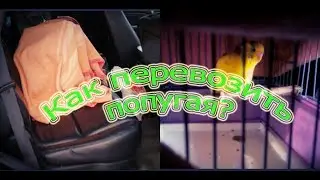 Как перевозить попугая? Как перевозить волнистого попугая в машине? Перевозим волнистика *-* Птицы