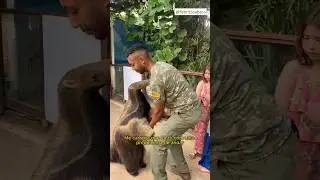 O TAMANDUÁ PREGUIÇOSO 