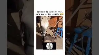 Cavalo sacana