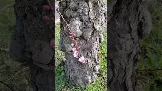 Spring.
