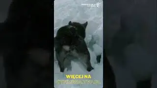 Znaleźli kobietę pod śniegiem!