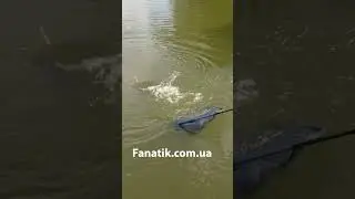 Величезний Короп на вудку