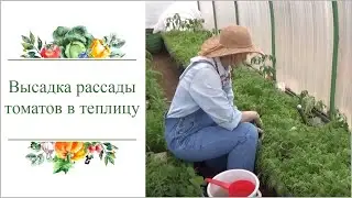 Высадка рассады томатов в сидераты в теплицу.