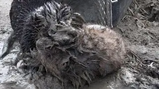Saber The Mink Saves the Day!