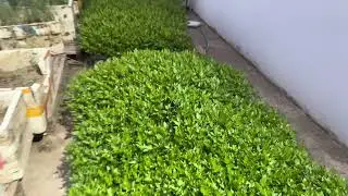 Cần nước Bắc