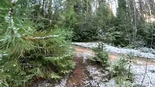 г. Тотьма лесная прогулка