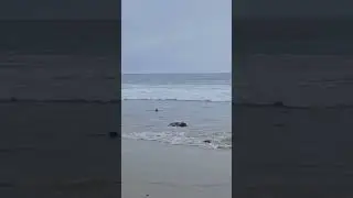 mainly dolphins 🐬 😆 #oceansounds #oceanwaves #beachday #happy