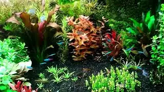 #Aquarium. Апистограммы и др.  Архив.