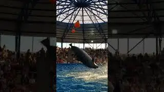 Дельфинарий Сочи Парк #дельфин #дельфинарий #babyshark #dolphin #shorts