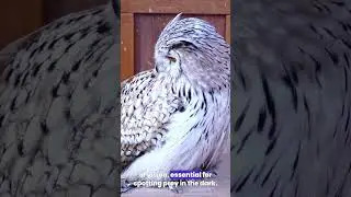 STUNNING OWL BIRD! 8K ULTRA HD #bird #beautiful #animal #8kultrahd