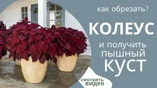 Как формировать Колеусы? Правила обрезки  #колеус #колеусы #coleus #coleusplant #комнатныецветы