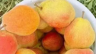LIMONKA NOK KOʻCHATLARI TAYOR ZAKAS OLISHNI BOSHLADIK MEVALI KOʻCHATLAR MANZARALI GULLAR #uzbekistan