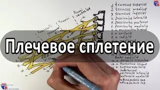 Плечевое сплетение и его нервы - meduniver.com