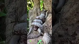 monkey's trouble II snakes's trap