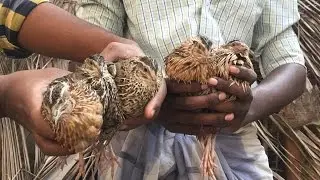 Quail cooking (kadai curry) cooking in natural stove