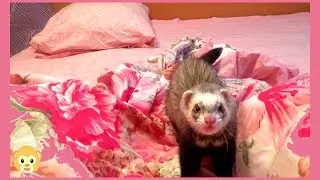 Ferret life!!! A ferret playing!!! Животные приколы!!! Животные смешные!!! Приколы с животными!!!