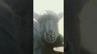 Устала от пешей прогулки
