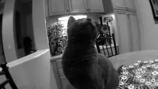 Котя просит мышку