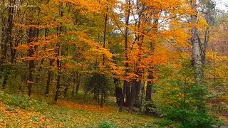 Пение Птиц в Осеннем Лесу 3 Часа 🍂 Звуки Природы 4K UHD