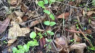 yerba buena - the medicinal wild mint