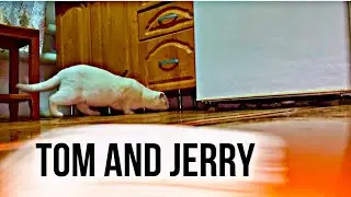 Deaf cat trying to catch a mouse / living with a deaf cat