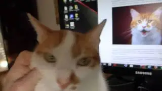 Нашел невесту коту