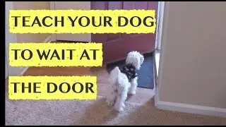 Teach Your Dog to Wait at the Door