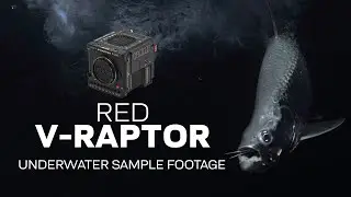 RED V-RAPTOR Underwater Sample Footage by Cristian Dimitrius