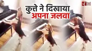 कुत्ते ने दिखाया अपना जलवा  | Dog Funny Video