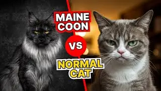Maine Coon vs. Normal Cat: The SHOCKING Differences