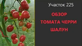 Cherry tomato 