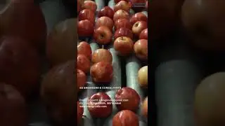 Apples Processing Line 