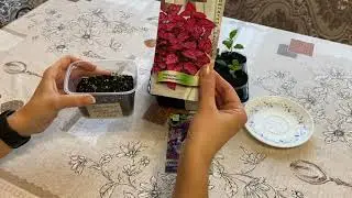 НЕОБЫЧНЫЕ ЦВЕТЫ ГЕЛИОТРОП, ГЕПЕСТИС