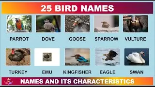Bird Names | 25 Questions Quiz